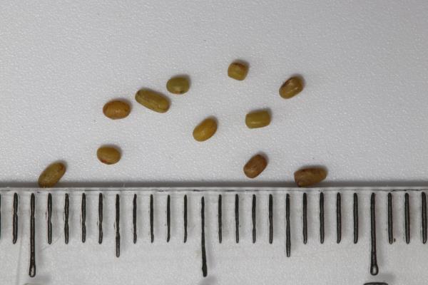 Click for 1 image(s) for this accession. Image